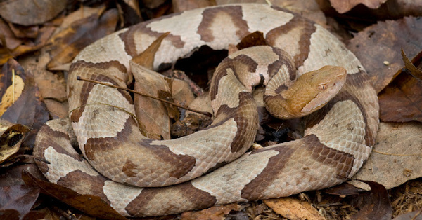 It’s Copperhead Season. Here’s What You Need To Know.