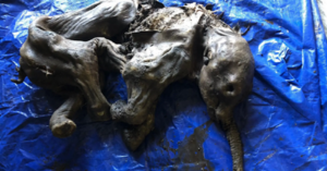 An Intact Mummified Baby Woolly Mammoth Was Found And It Is Pretty Amazing