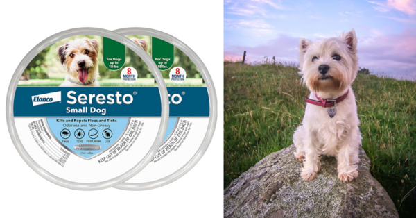People Are Wanting A Recall Issued for Seresto Flea And Tick Collars After 2,500 Pets Have Died