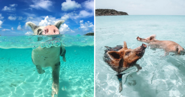 You Can Swim With Pigs at a Beach in The Bahamas and I’m On My Way Now