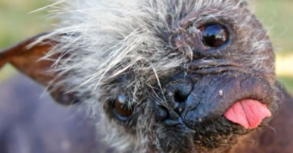 Meet Mr. Happy Face, Dubbed ‘The Ugliest Dog In The World’