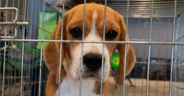 4,000 Beagles Were Rescued From A Virginia Breeding Facility And They Need Fur-Ever Homes