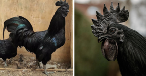 This Chicken Is Solid Black, Inside And Out, And It’s Wicked Cool