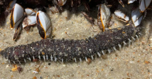 Dead Creatures Washed Up On A Beach In North Carolina And Nobody Knows What They Are