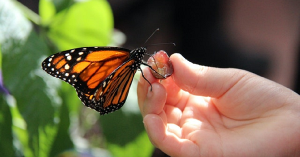 Monarch Butterflies Have Now Been Listed As Endangered. Here’s How We Can Help.