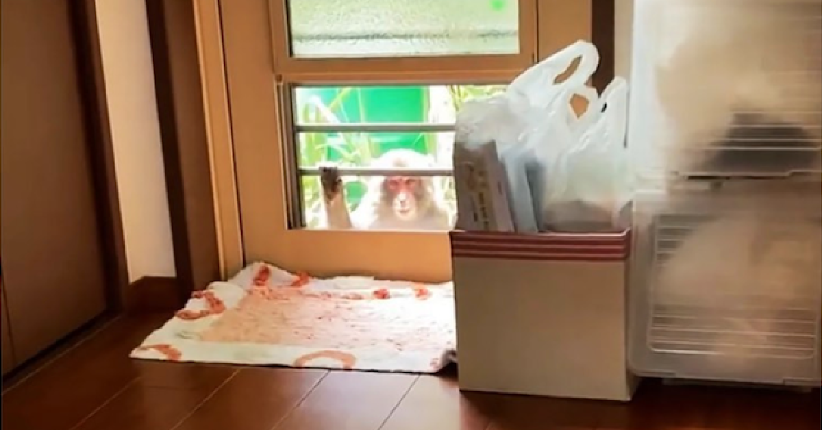 Monkeys Are Attacking People In Japan And It Sounds Like Something Out of A Movie