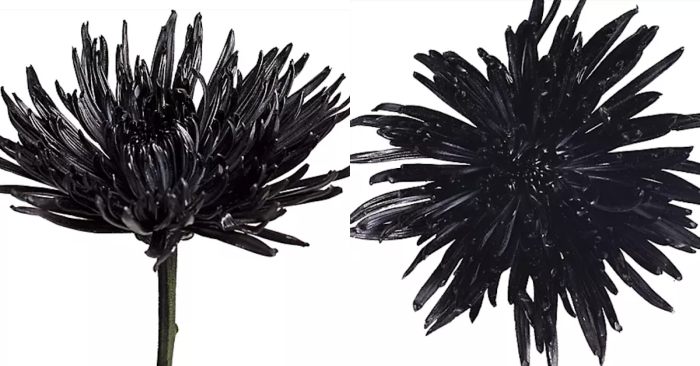 You Can Order A Huge Box of Black Spider Mums from Sam’s Club For The Person Who Has A Dark Soul