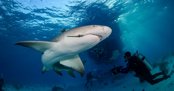 National Geographic’s ‘SharkFest’ Is Here. Here’s Everything Coming And How To Watch.