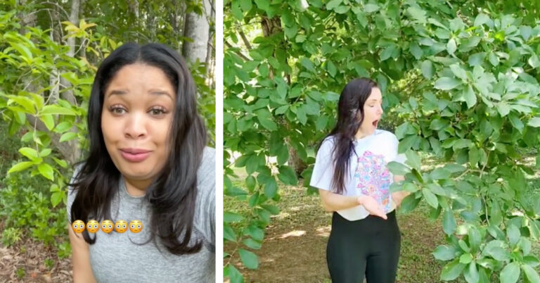 People on TikTok are Asking Trees to Touch Their Shoulder and Now I’m Convinced Trees Can Hear Us