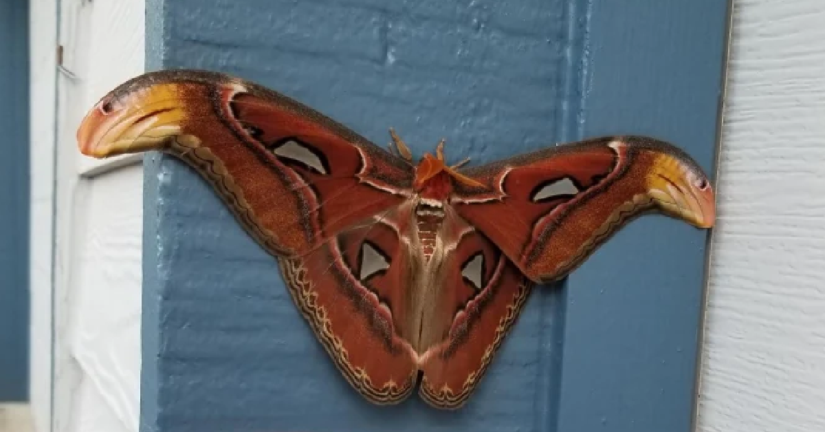 The World’s Largest Moth Has Been Found In The U.S. For The First Time Ever And It Is Huge