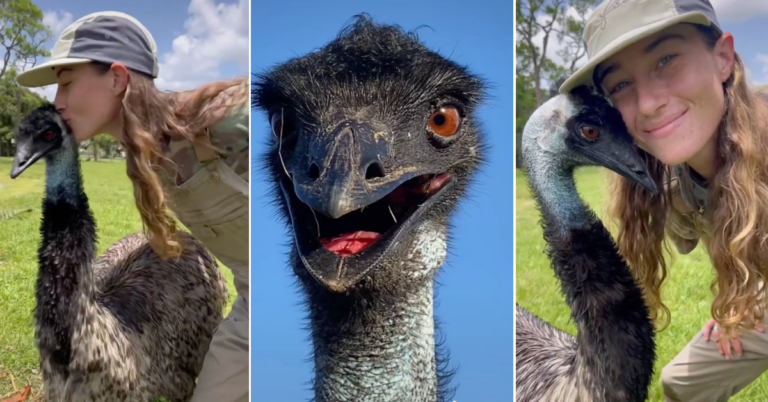 Meet Emmanuel, the Emu Who’s Taking Over TikTok for His Quirky Personality