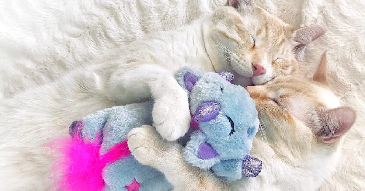 You Can Get A Microwaveable Unicorn Cat Toy That Will Reduce Anxiety and Stress For Your Cat