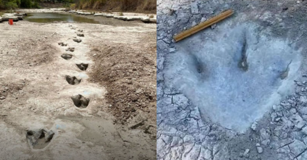 New Dinosaur Tracks Have Been Found In A Dried Up River In Texas and They Are Incredible