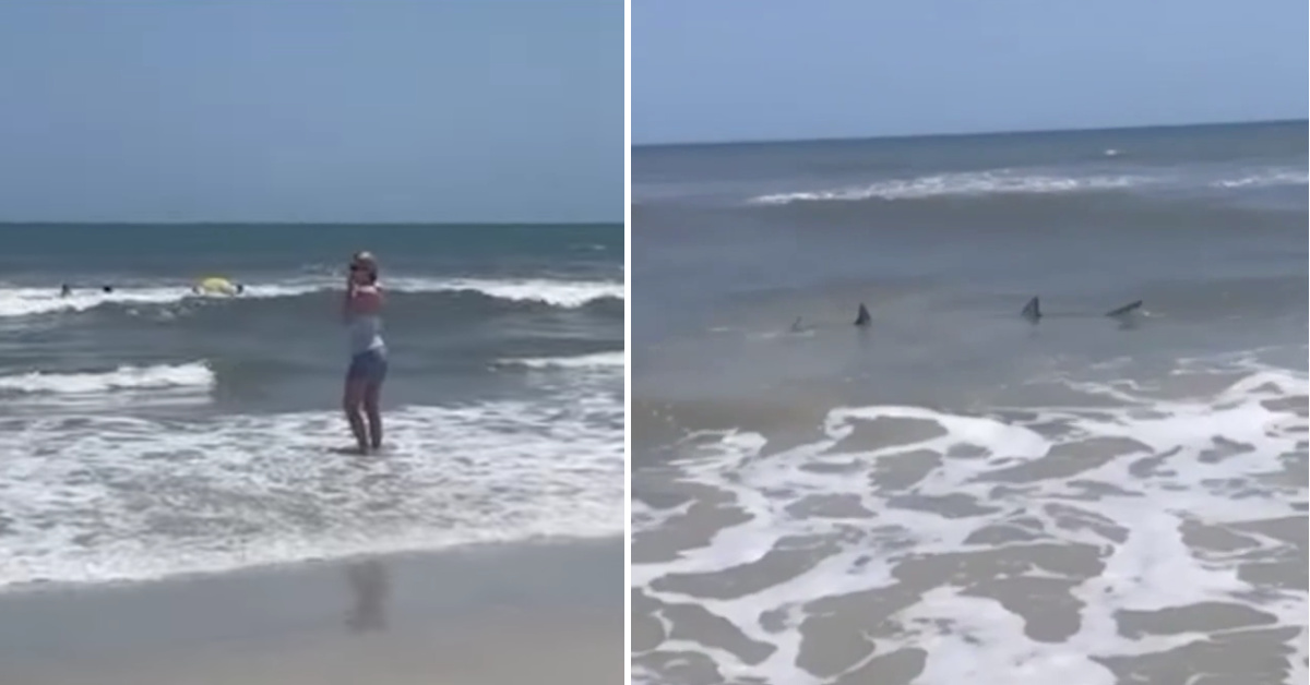 Sharks Were Seen Just Feet Away From The Shoreline In Florida And One Man Was Allegedly Attacked