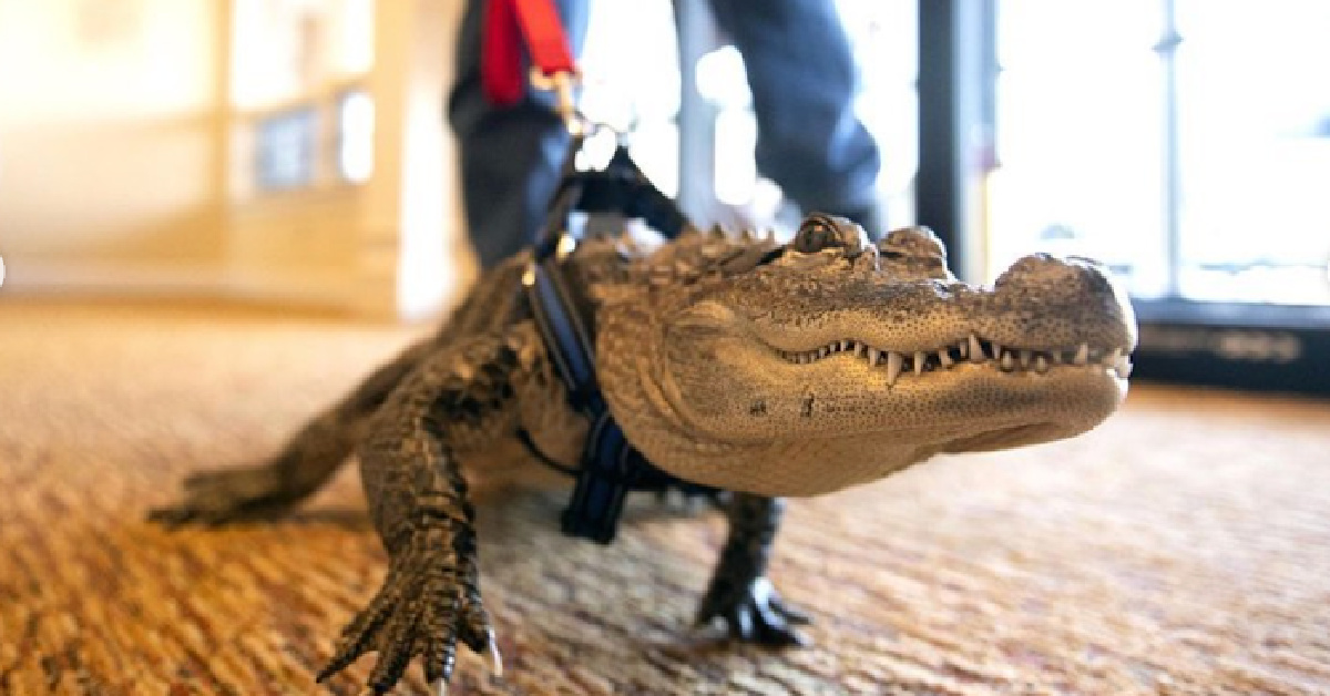 Meet Wally, The Emotional Support Alligator Who Likes To Give Hugs