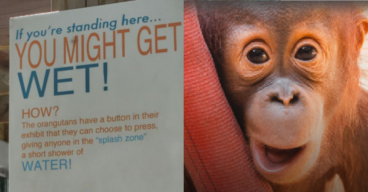The Orangutans At The Toledo Zoo Have A Button They Can Use to Get People Wet and It’s The Cutest Thing Ever