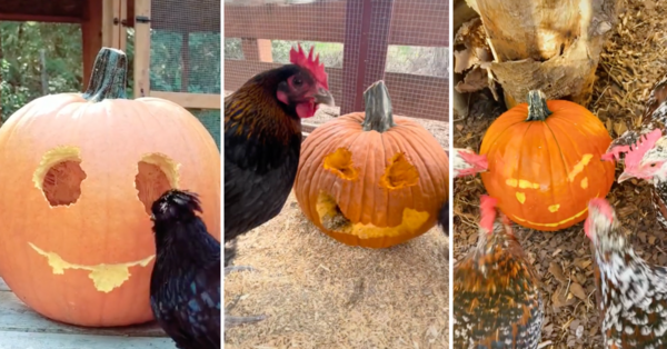 People Are Letting Chickens Carve Pumpkins This Year and the Results Are Scary Good