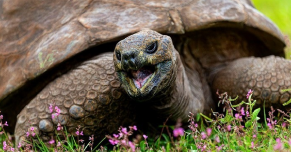 Meet Jonathon, the World’s Oldest Living Tortoise Who Has Just Turned 190 Years Old