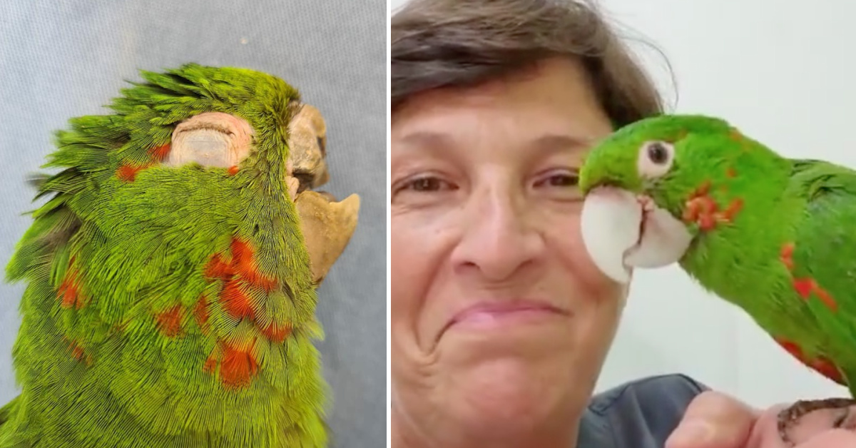 A Vet Saved This Parrot’s Life After Making Him A Prosthetic Beak