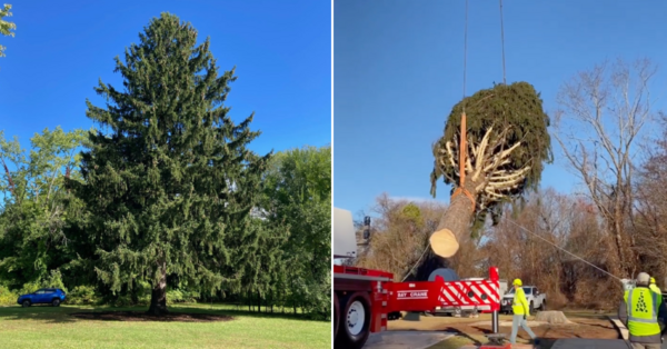 The Rockefeller Christmas Tree Has Officially Been Cut and Is Headed to New York City