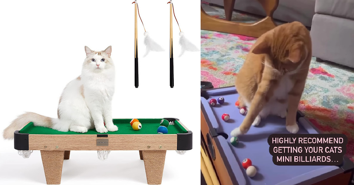 You Can Get A Mini Billiards Table For Your Cat Because, Why Not?