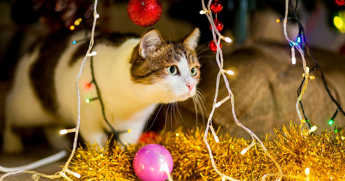 This Cat Completely Destroyed The Family Christmas Tree And Every Cat Owner Can Relate