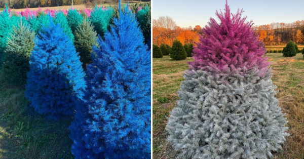 This Christmas Tree Farm Sells Colorful Trees That Are Colored Like the Rainbow