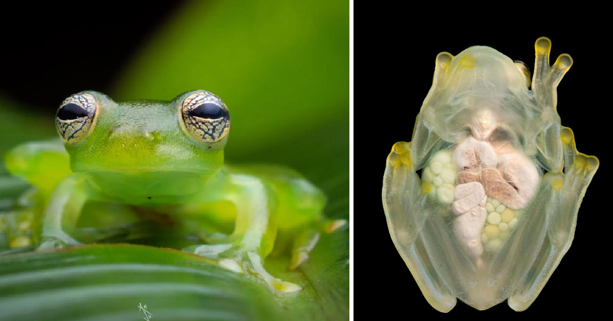 This Glassfrog Can Make Itself Transparent When It Sleeps And It’s The Coolest Thing Ever