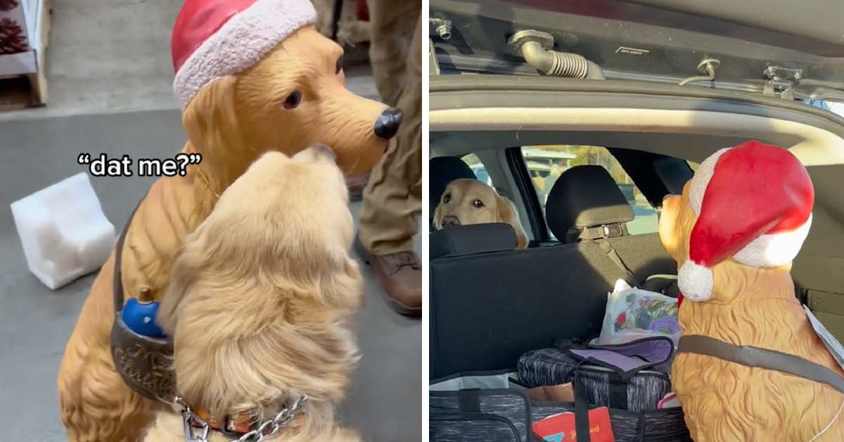 This Dog’s Trip To Home Depot For A Golden Retriever Statue Wins Christmas