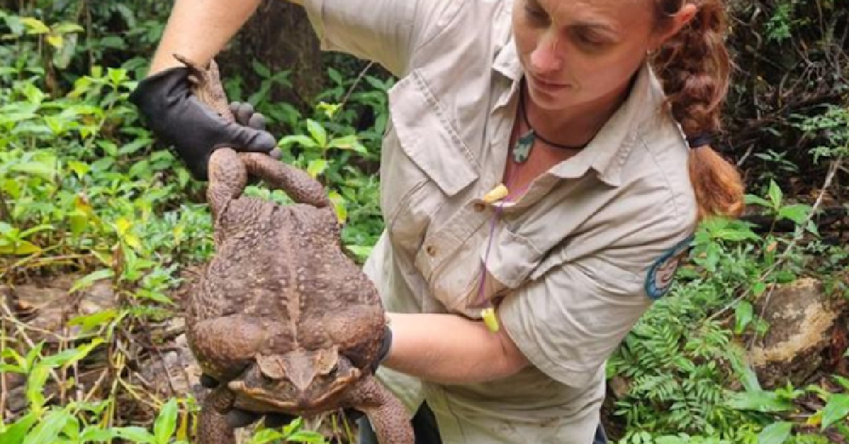 This Giant ‘Toadzilla’ Might Just Be The World’s Biggest Toad Ever