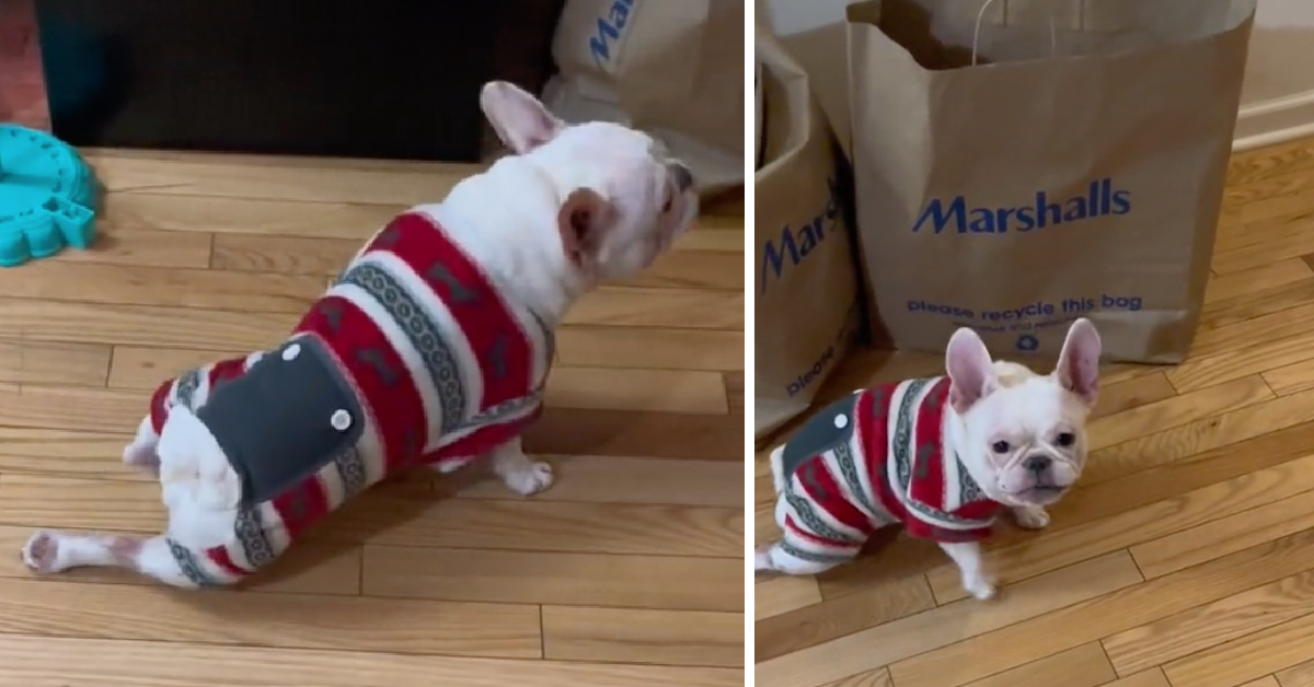 This Adorable French Bulldog Fakes A Hurt Leg For Attention And It’s Hysterical