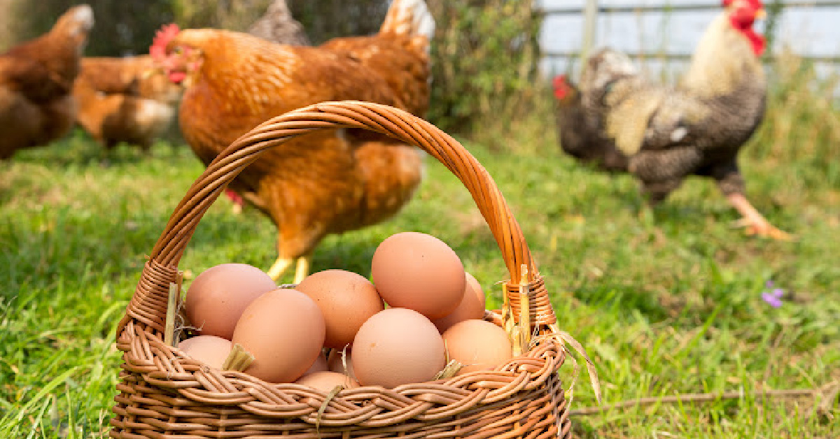 How Much Does It Cost To Raise Chickens?