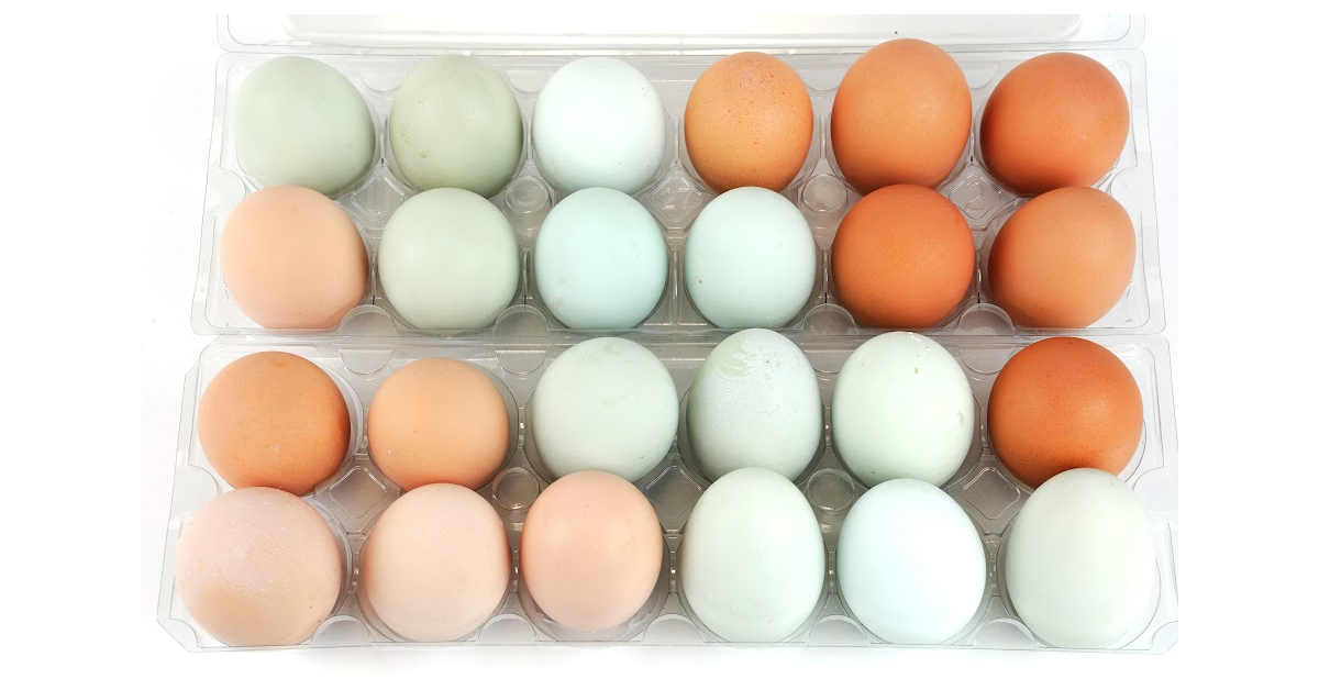 Here’s A List of Different Types of Chickens and The Colors of Eggs They Lay