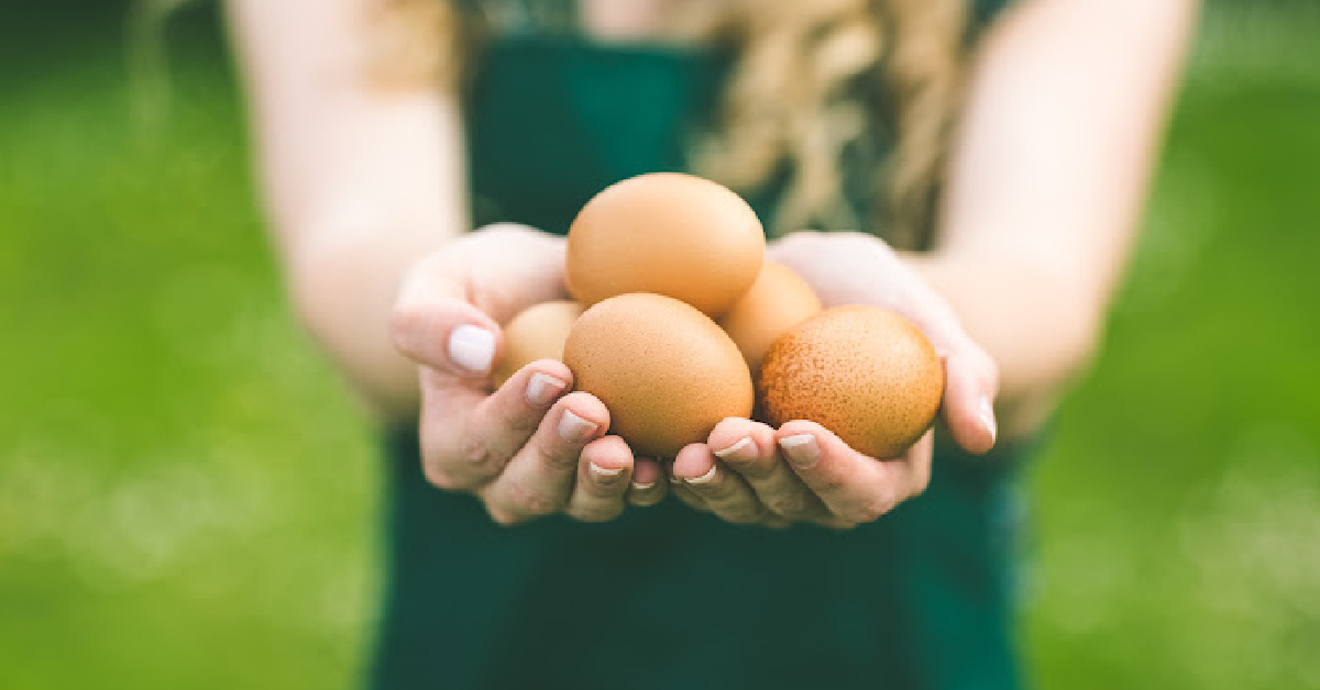 Why Are Egg Prices Are So High?
