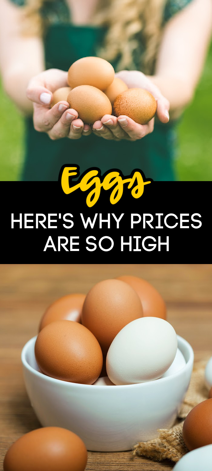 Why Are Egg Prices So High 2024 Dasha Emmalee