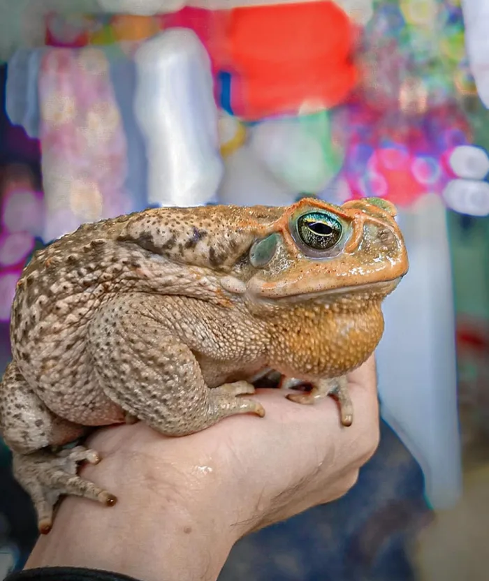 Giant cane toad discovered in Australia dubbed 'Toadzilla