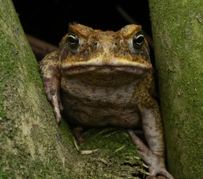 Giant cane toad discovered in Australia dubbed 'Toadzilla