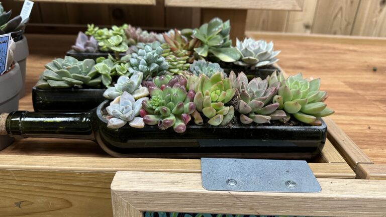Trader Joe’s is Selling A Succulent Plant That Comes Inside of A Wine Bottle