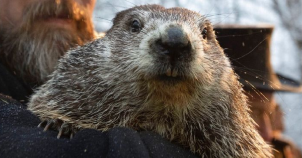 Punxsutawney Phil Has Predicted Whether or Not Spring Is Coming Early This Year