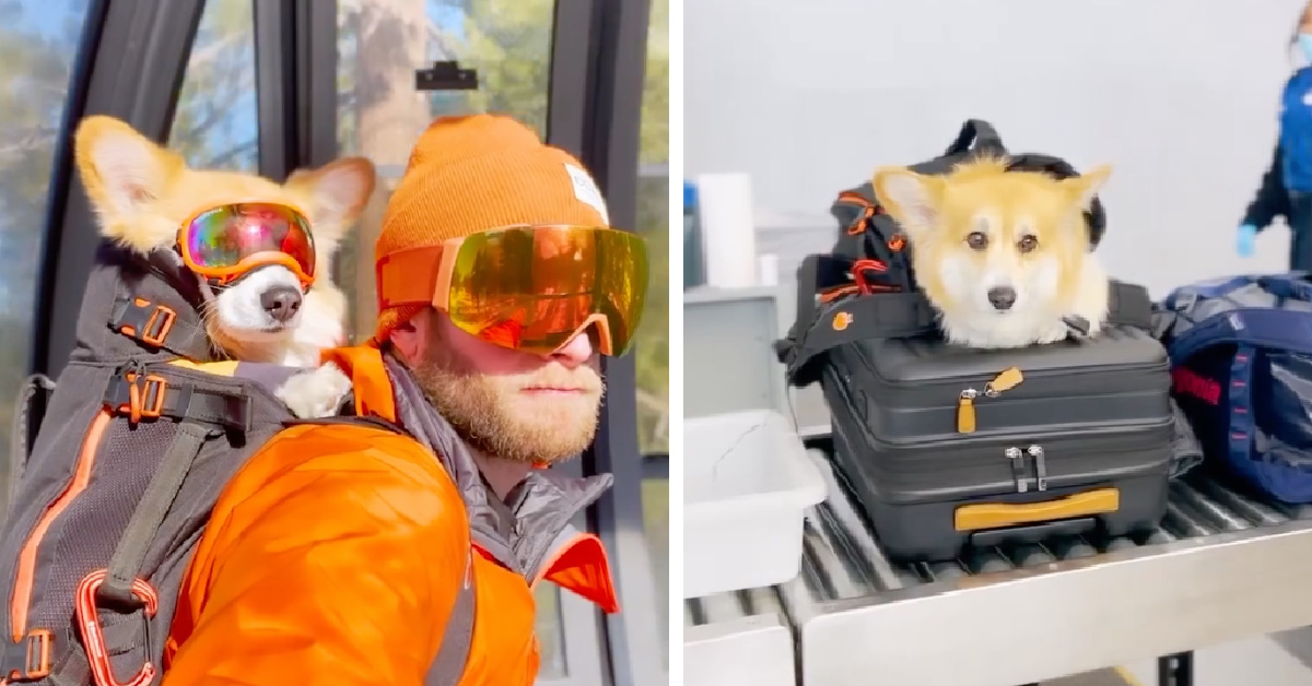 This Corgi Flew To Lake Tahoe To Play In The Snow And It’s Cuteness Overload