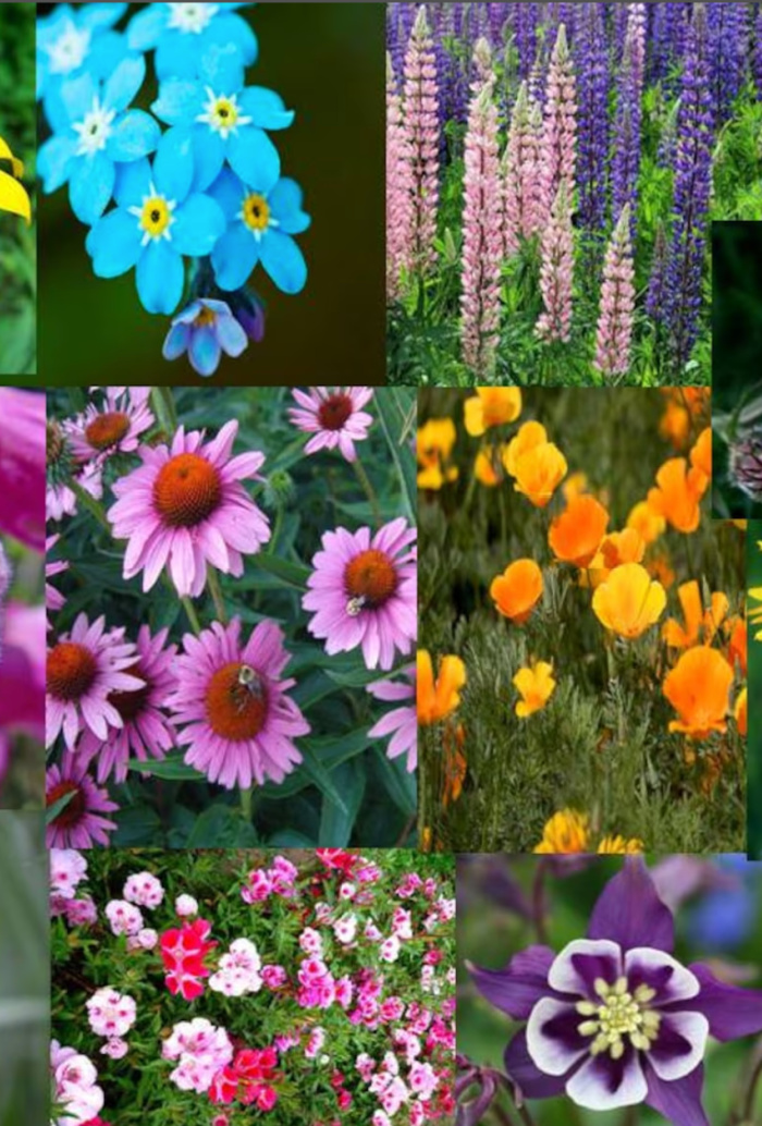 You Can Get A Deer Repellent Wildflower Seed Mix That Will Keep The ...