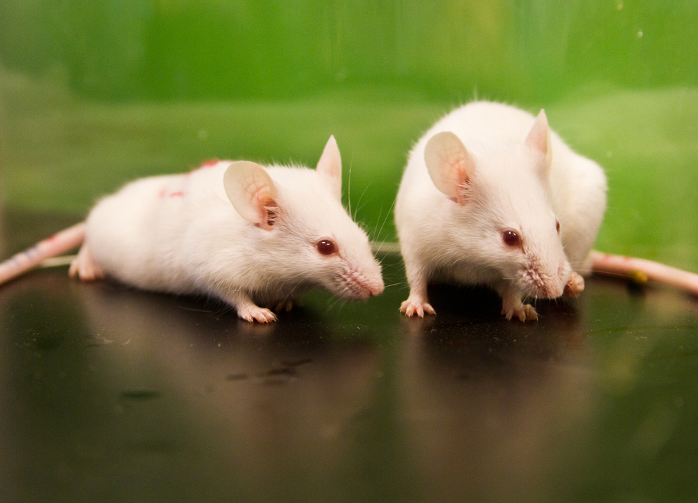 Scientists Have Created Baby Mice From Two Dads And My Mind is Blown