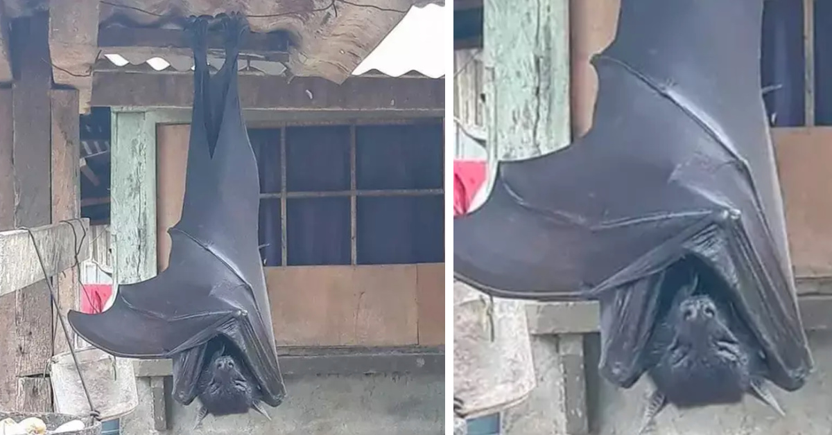 This Shocking Photo Of A ‘Human-Sized Bat’ Is Real, And I May Never Sleep Again