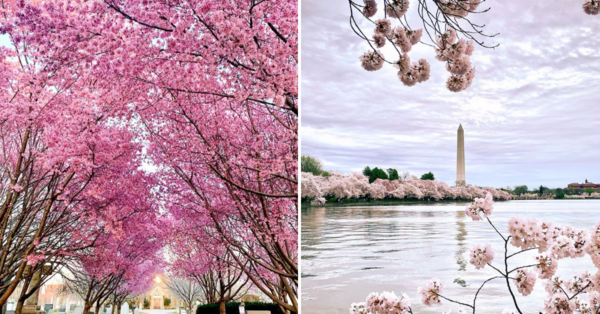 The Cherry Blossom Peak Bloom Prediction Has Been Announced. Here’s the Best Time to Visit the Pink Flowers.