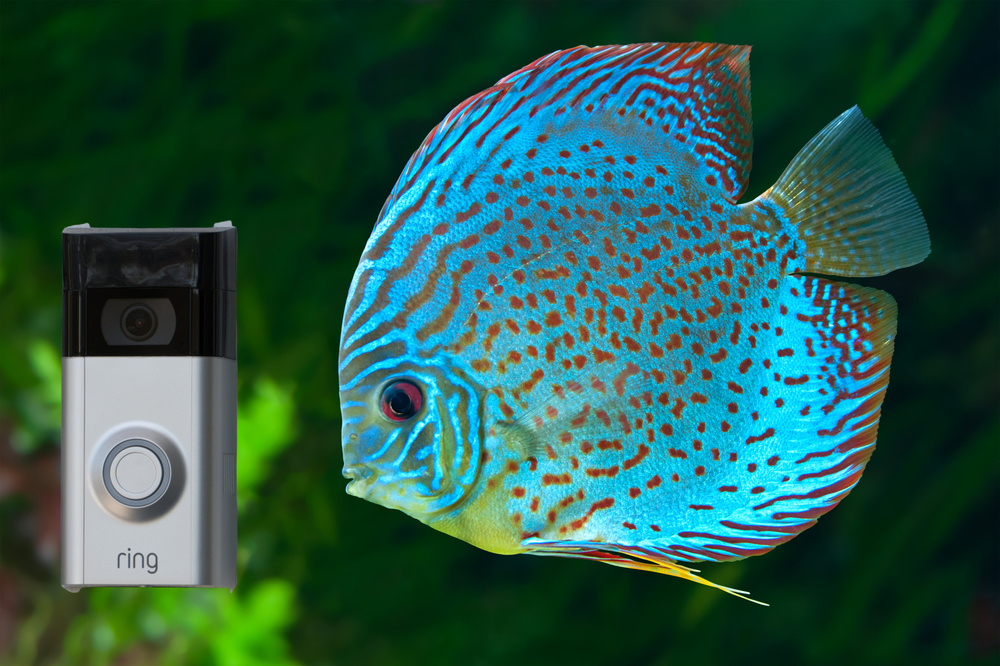 It is ‘Fish Doorbell Season’ and It’ll Become Your Newest Obsession