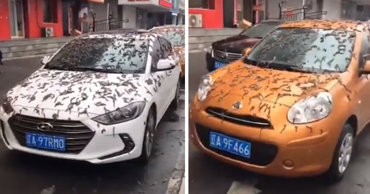 It’s Literally Raining Worms In China, So Get Ready To Be Grossed Out