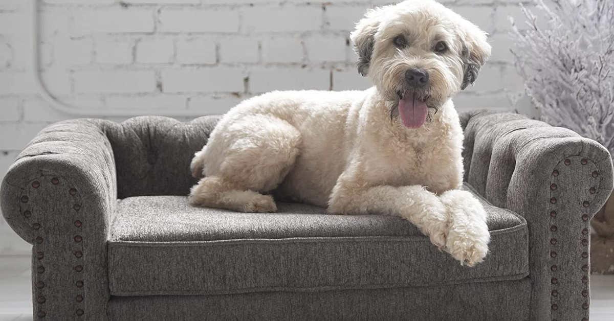 Move Over Dog Beds, Sofa Beds Made for Dogs Exist and They Are Perfect for Your Four-Legged Friend