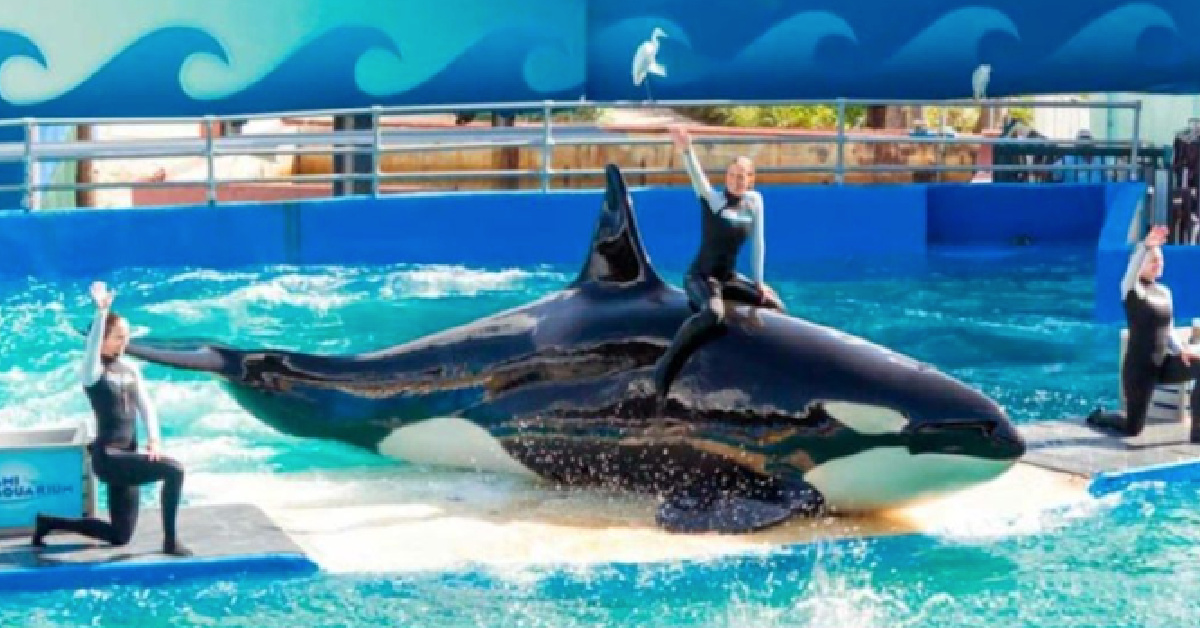 This Orca Lived In Captivity For 50 Years, And Is Finally Getting Released To The Wild