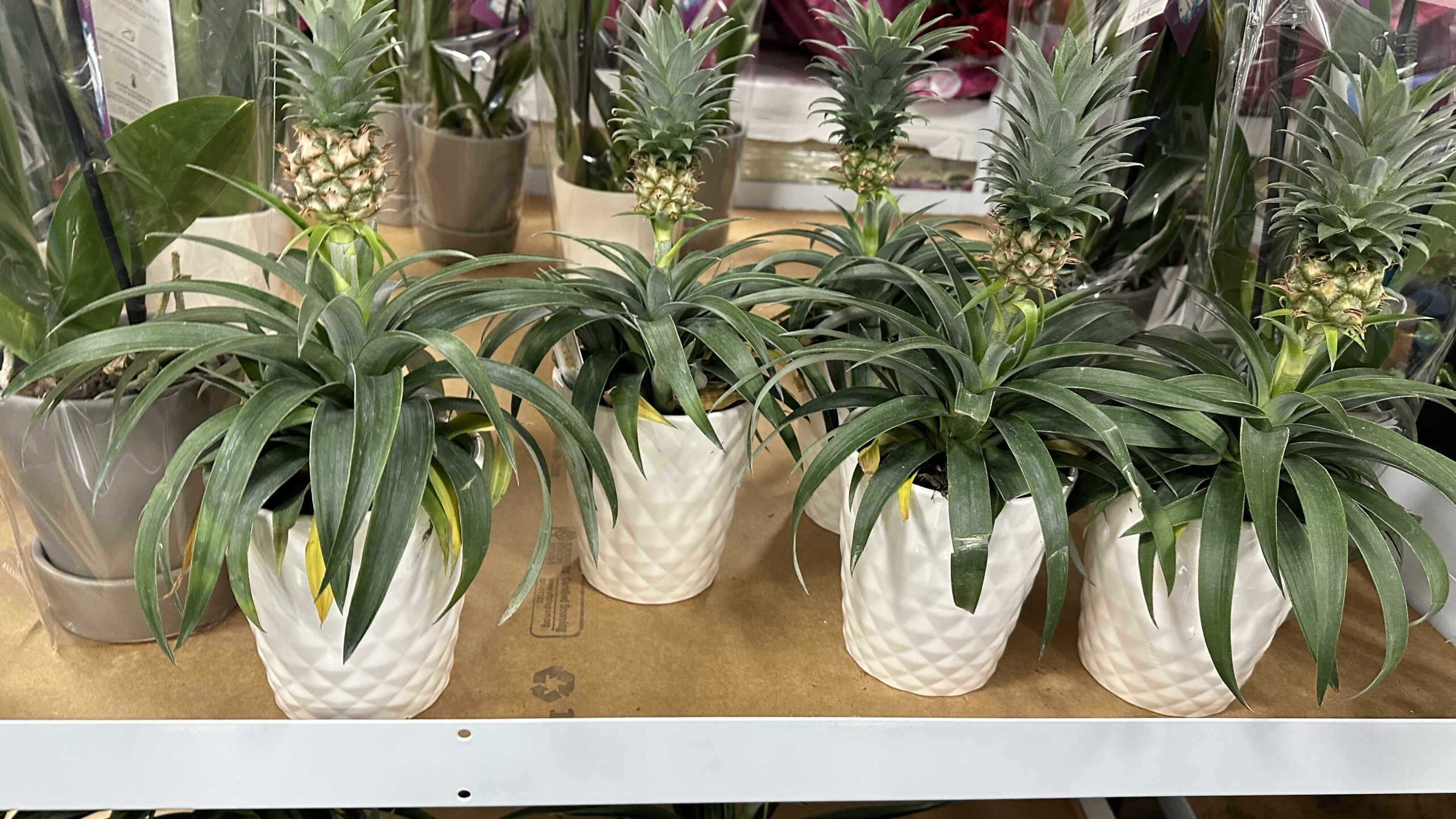 Sam’s Club is Selling Mini Pineapple Plants That Claim to Help You Stop Snoring