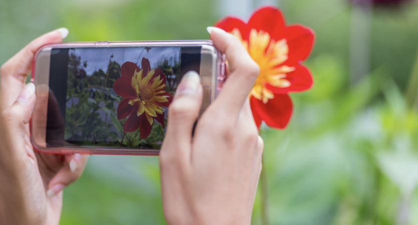 Your iPhone Can Now Identify Plants Just By Taking A Photo of It